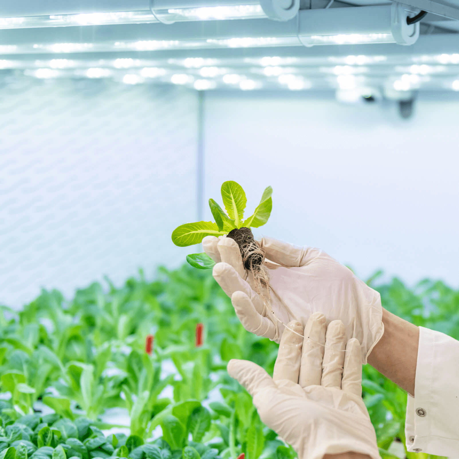 Plant-Focused-Approach