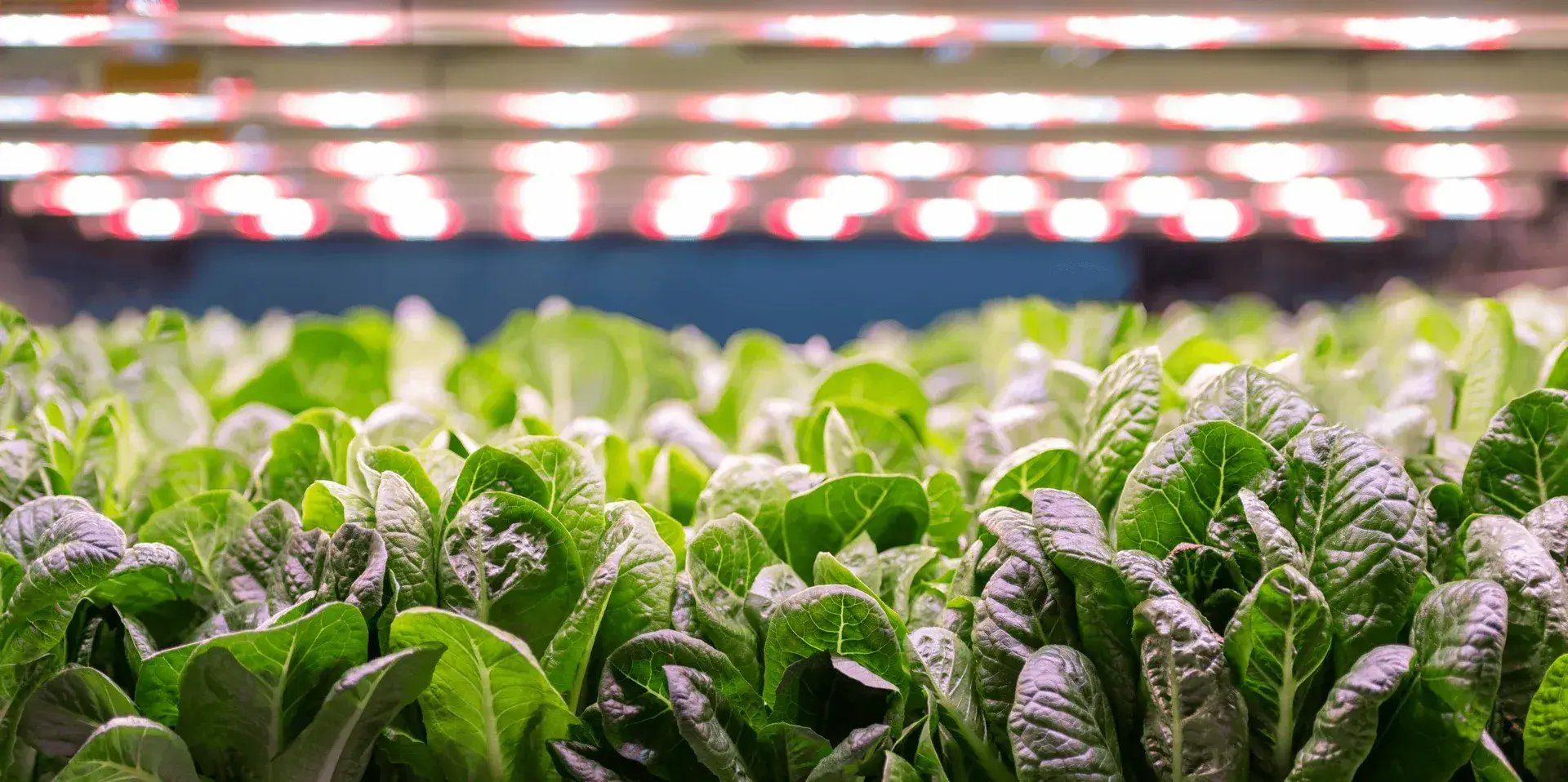 imgi_15_Award winning solutions background